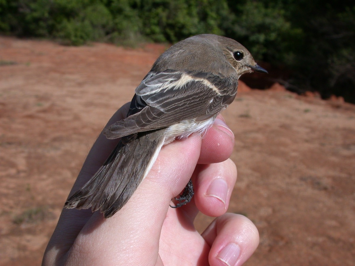 Gobemouche noir - ML646576928