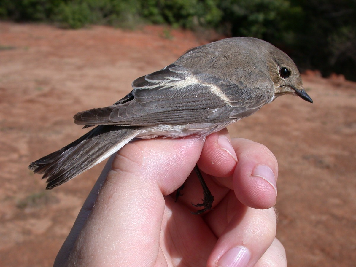 Gobemouche noir - ML646576929