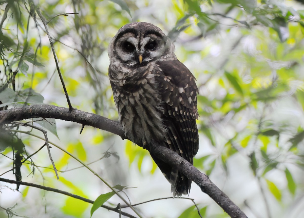 Chouette fauve - ML646576933