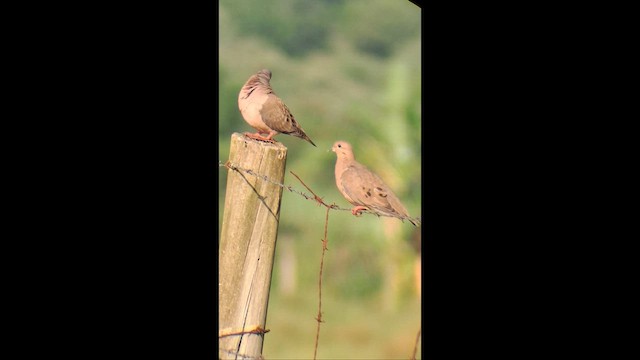 Eared Dove - ML646576934