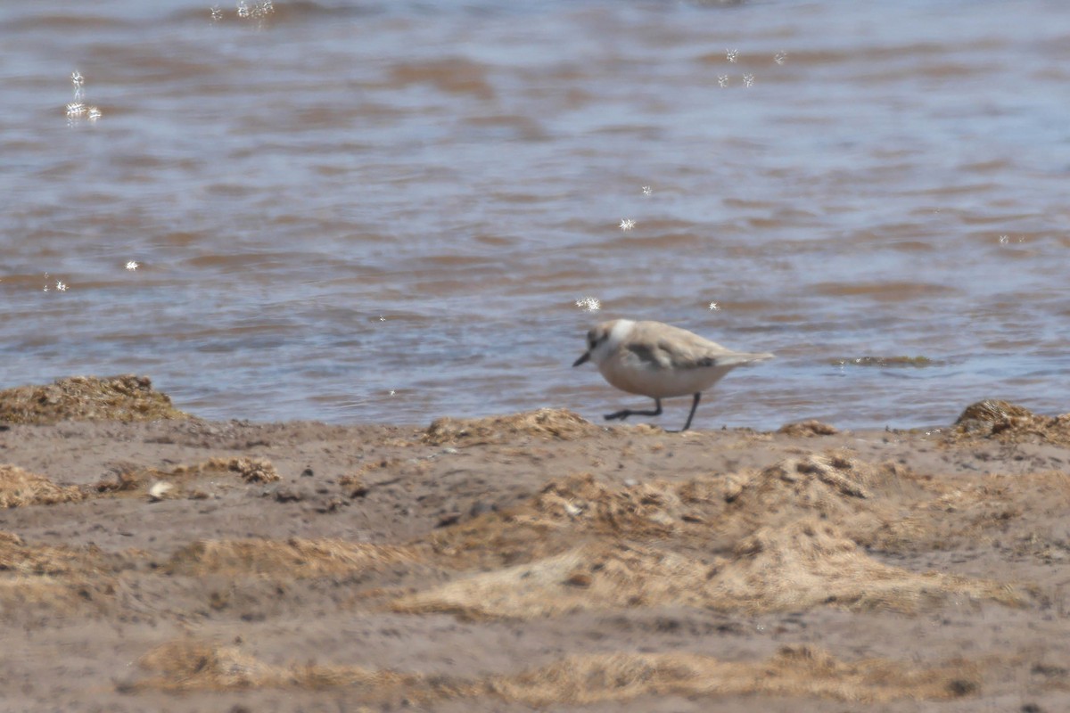 Белолобый зуёк - ML646576936