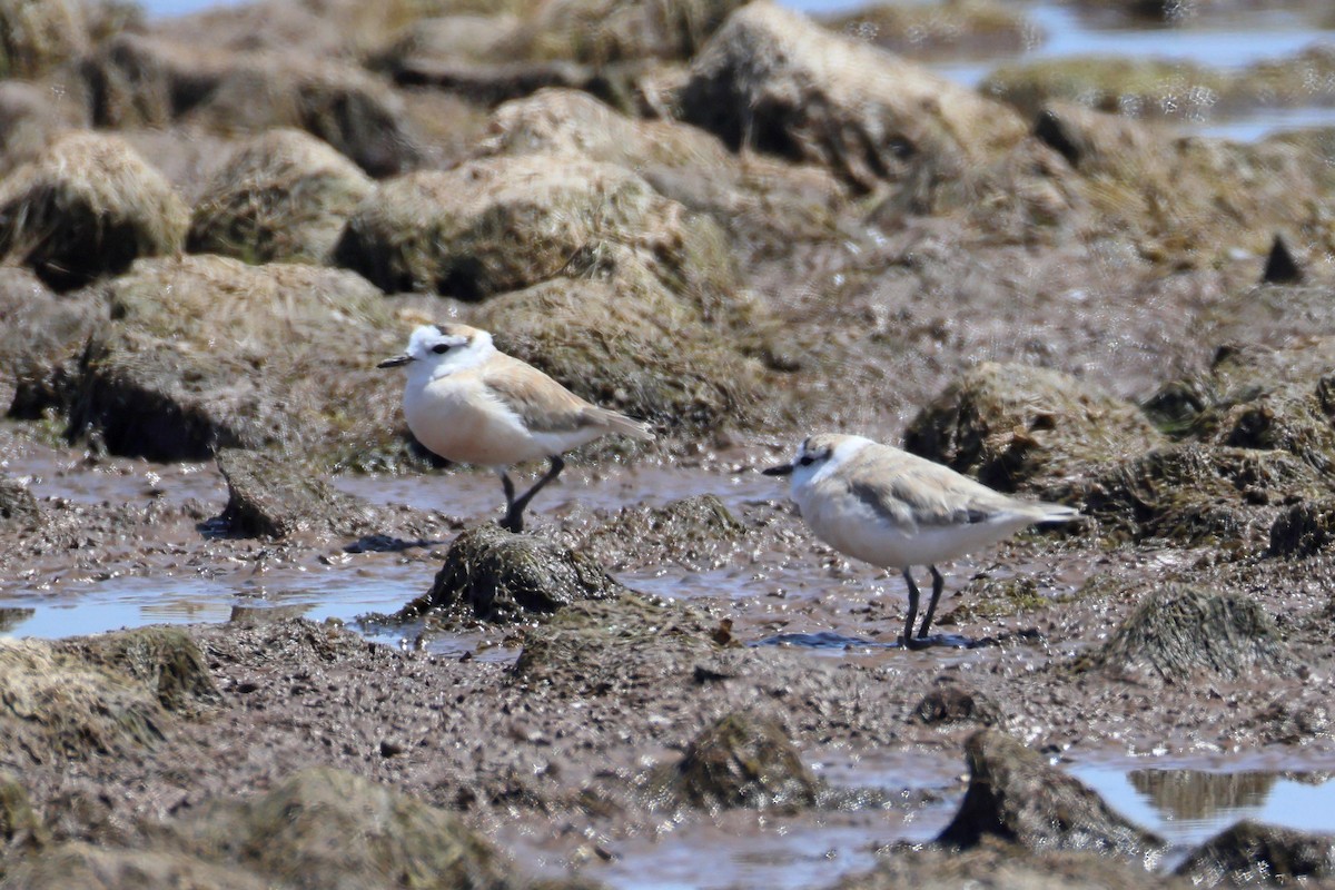 Белолобый зуёк - ML646576937