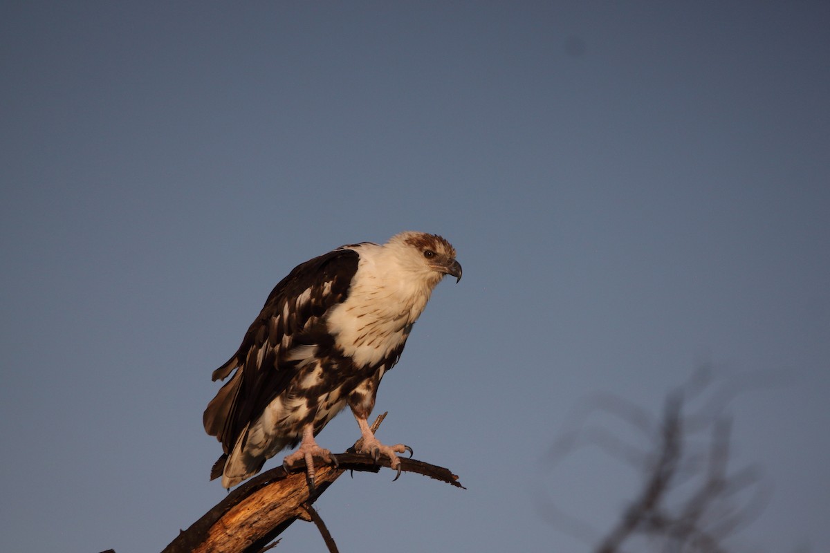 flodørn - ML646576938