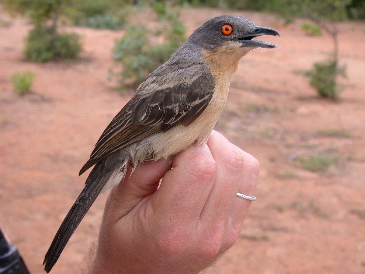 Cubla de Gambie - ML646576939