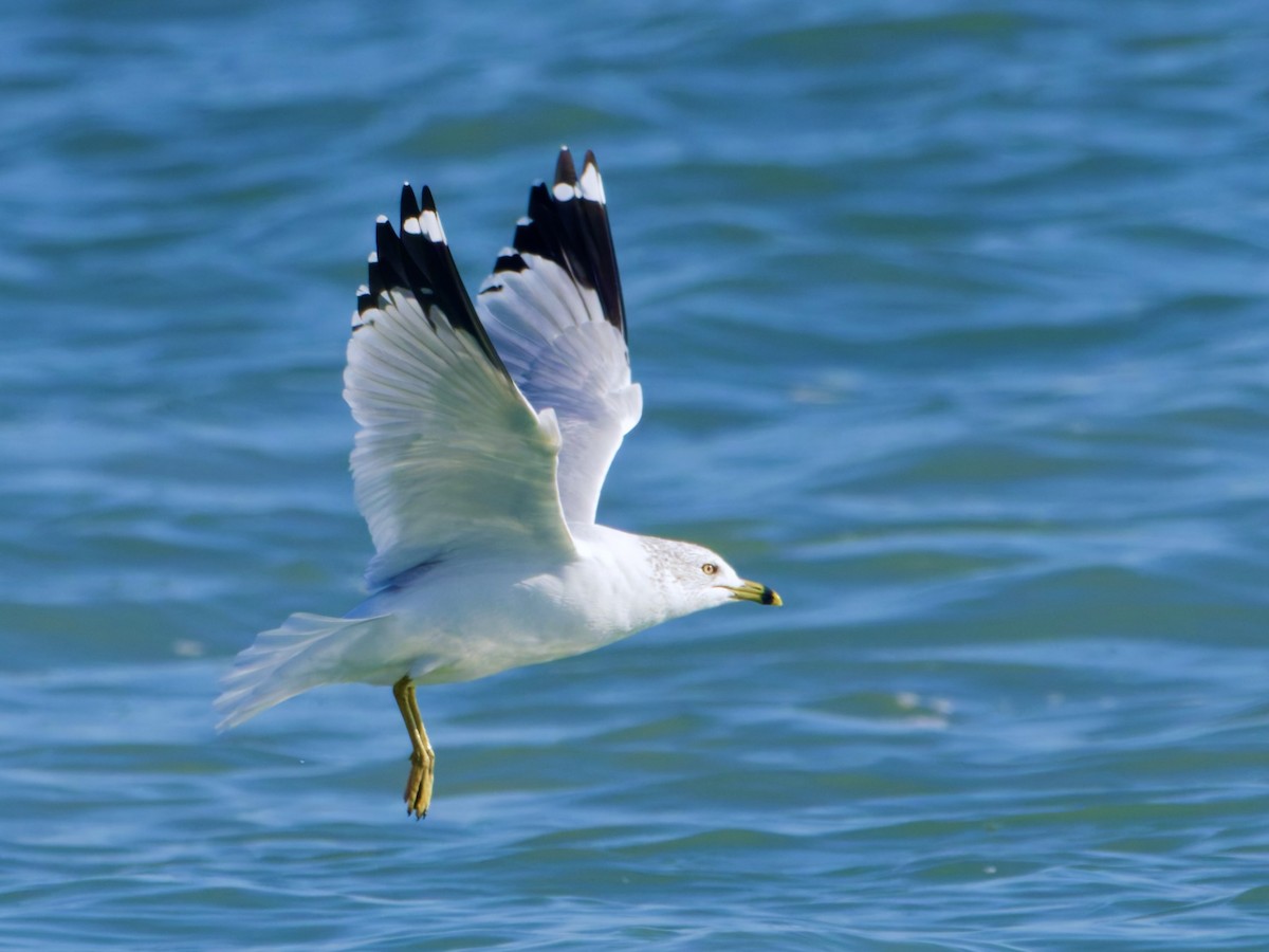 Ring-billed Gull - ML646576940