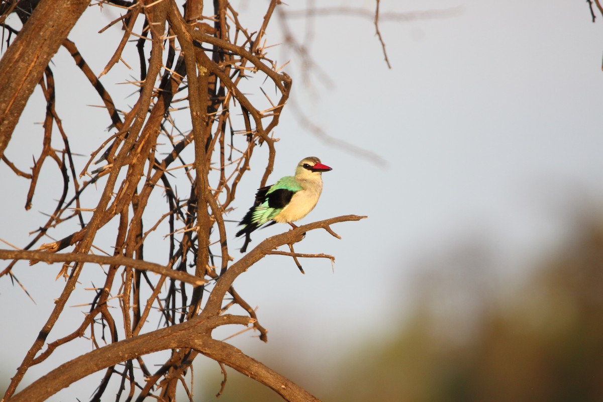 Woodland Kingfisher - ML646576942