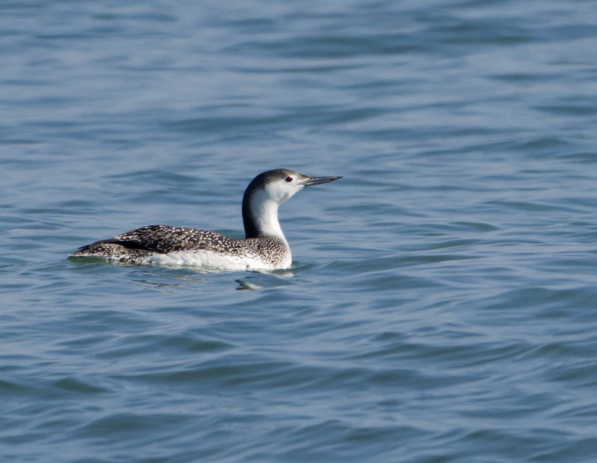 Red-throated Loon - ML646576943