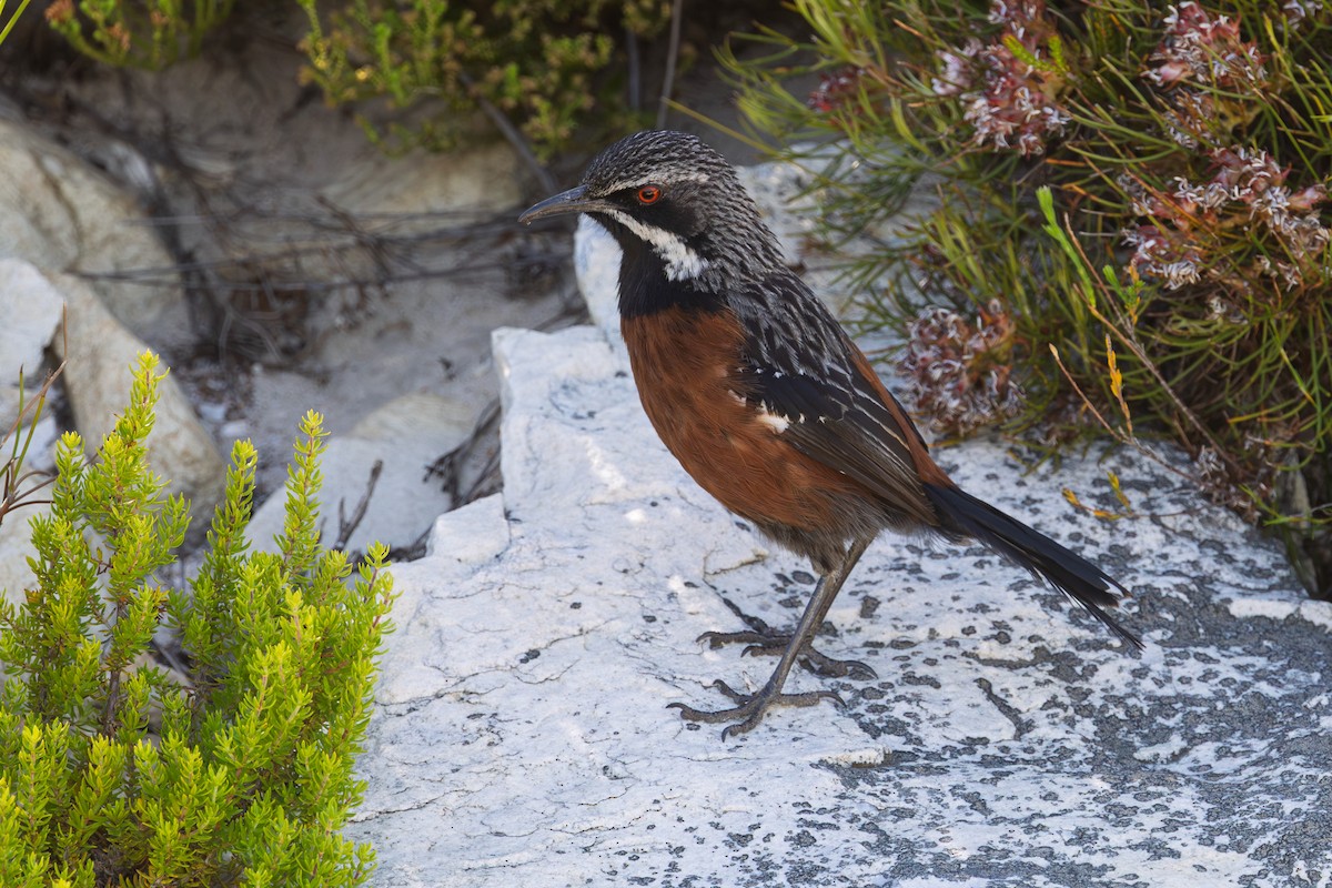 Cape Rockjumper - ML646576948