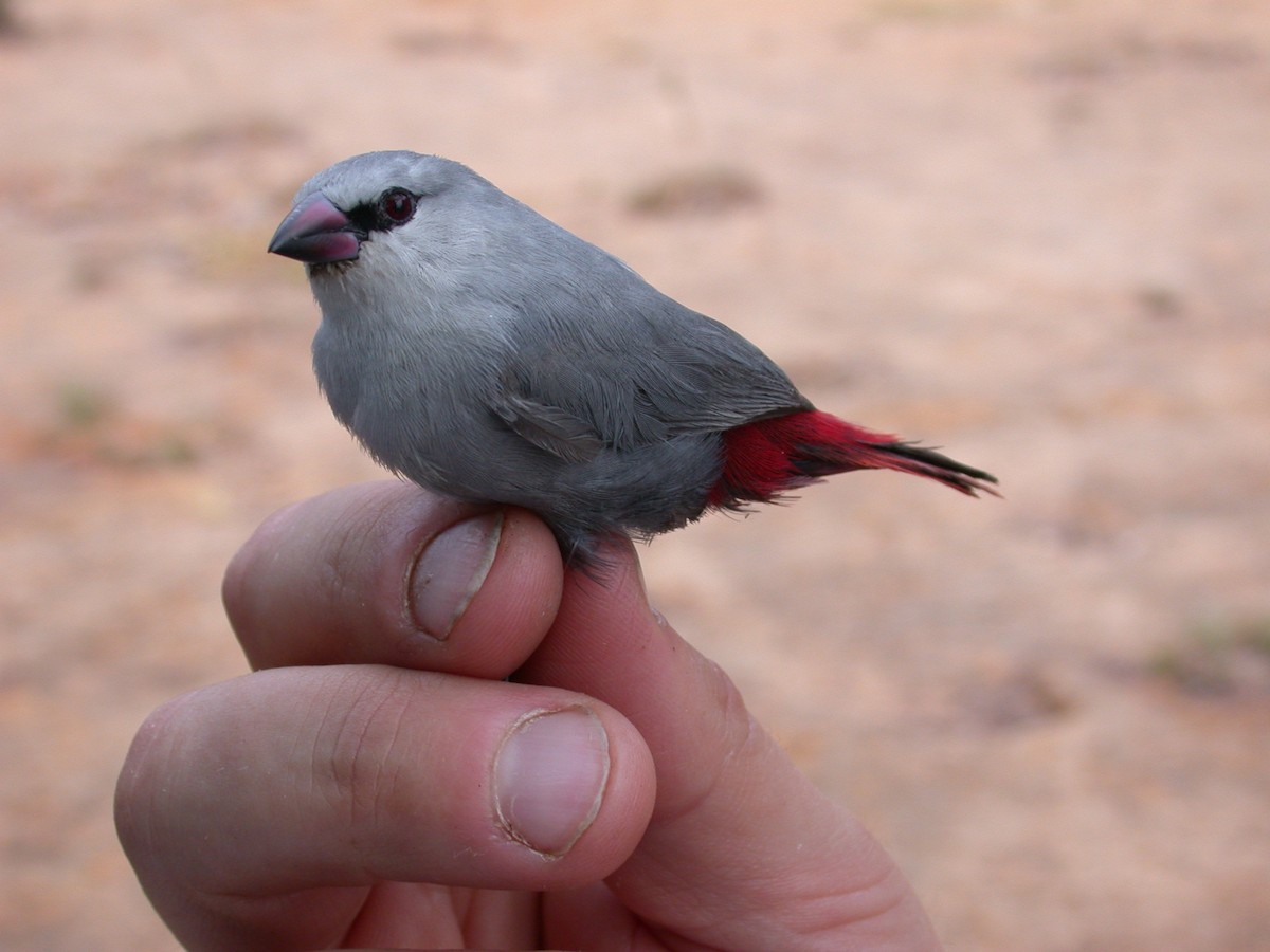 Astrild queue-de-vinaigre - ML646576951