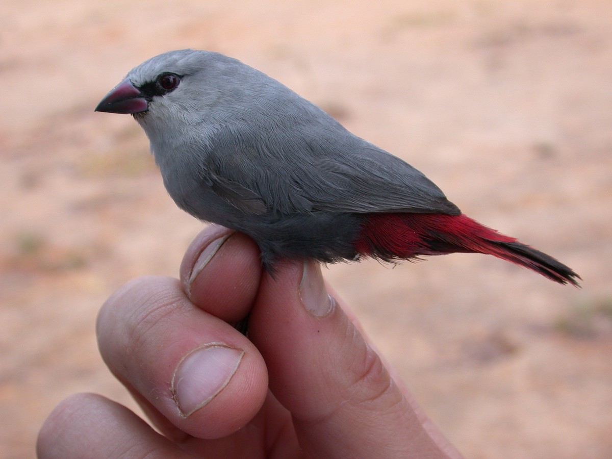 Astrild queue-de-vinaigre - ML646576952