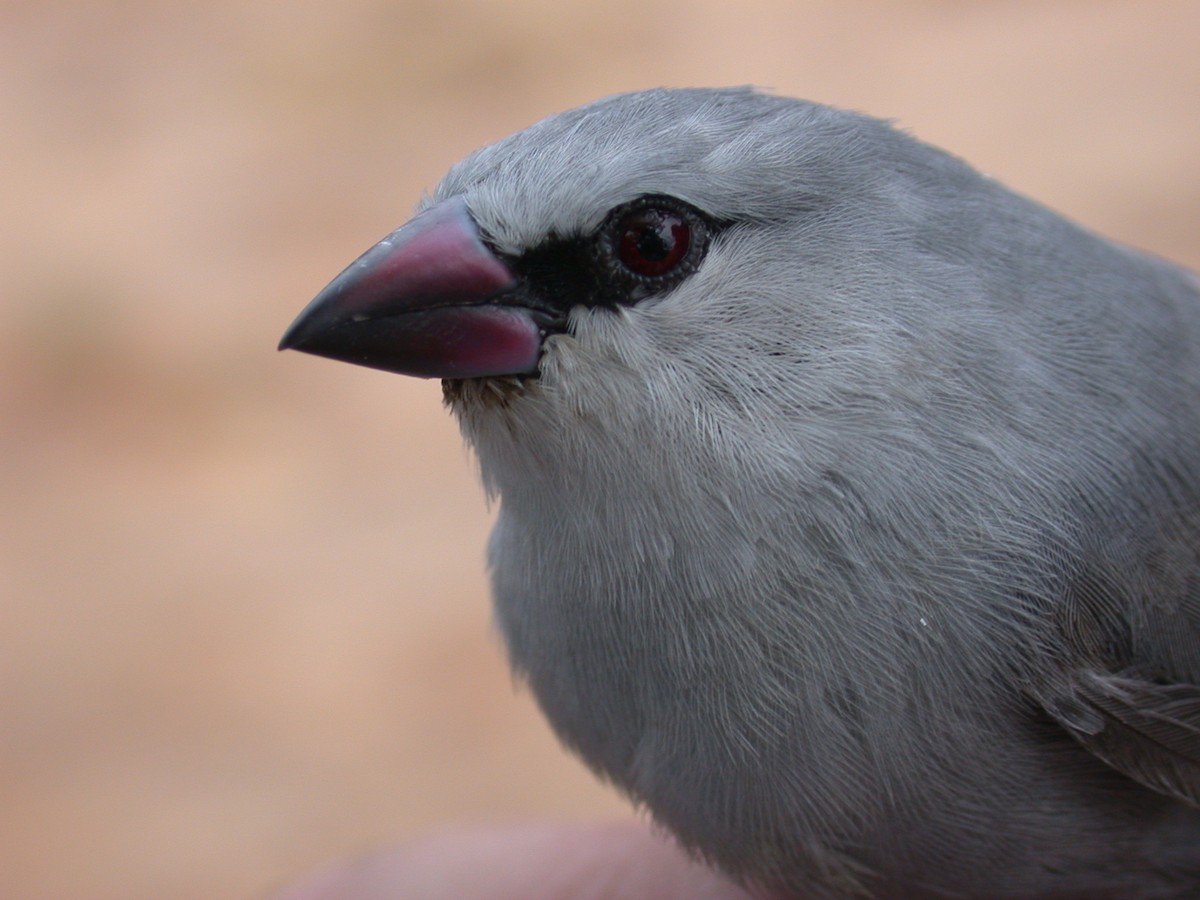 Astrild queue-de-vinaigre - ML646576953