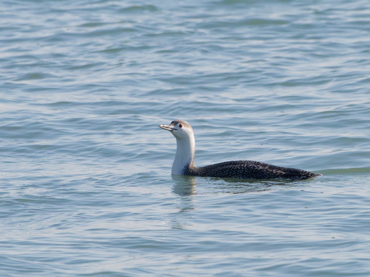 Red-throated Loon - ML646576954