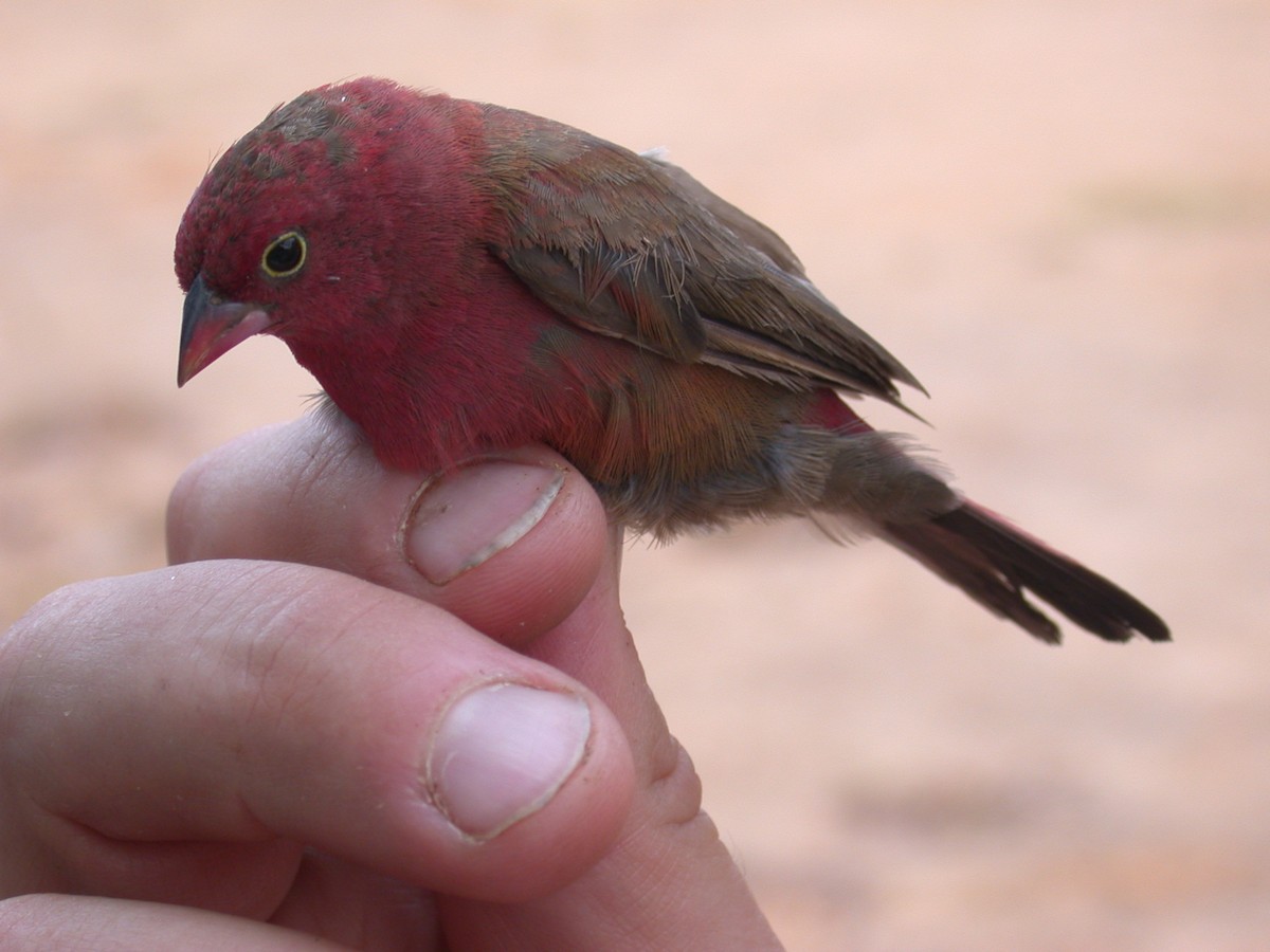 Amarante du Sénégal - ML646576955