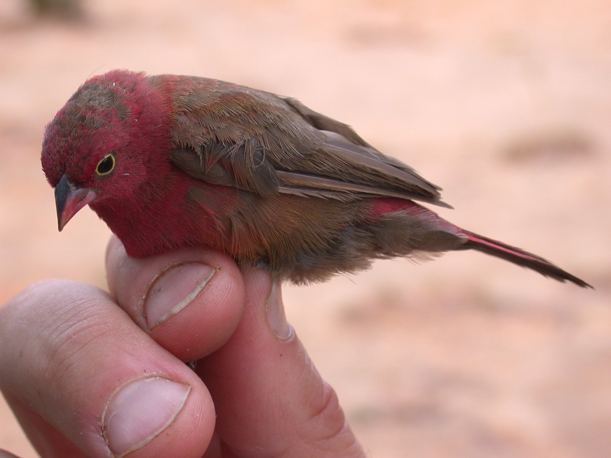 Amarante du Sénégal - ML646576956