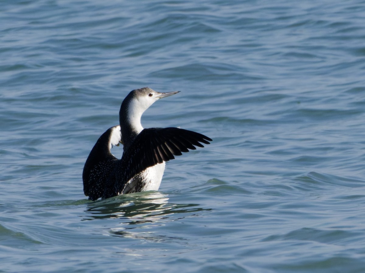 Red-throated Loon - ML646576957