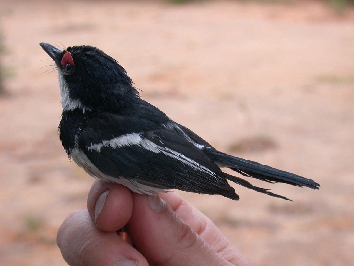 Pririt à collier - ML646576961