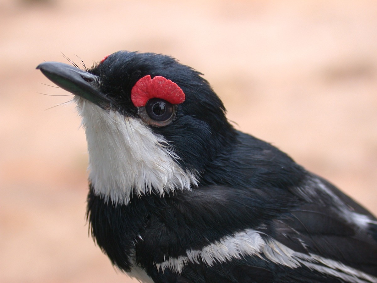 Pririt à collier - ML646576962