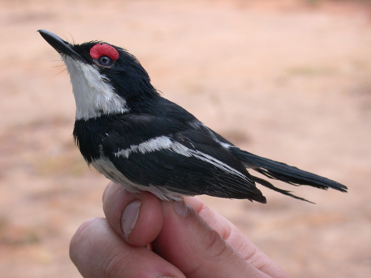 Pririt à collier - ML646576963