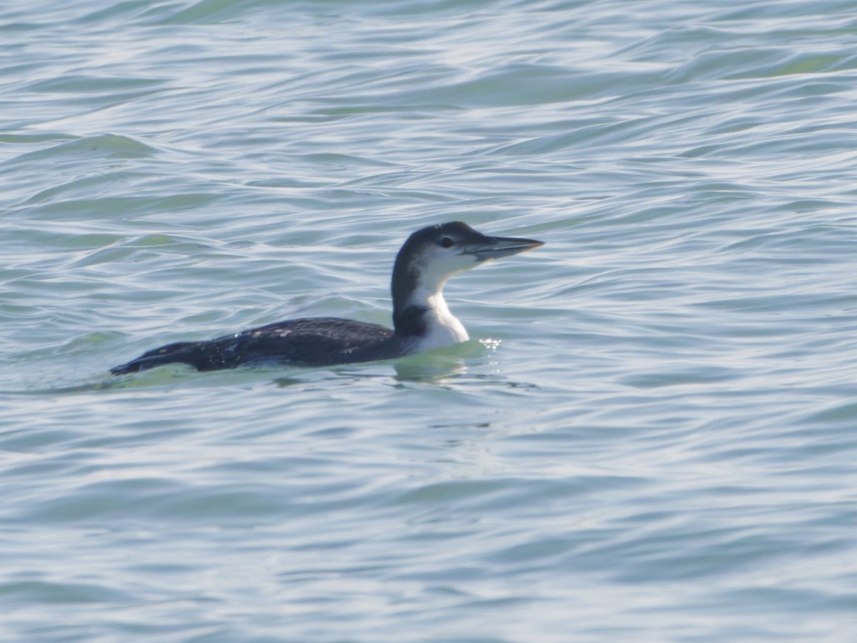 Common Loon - ML646576966