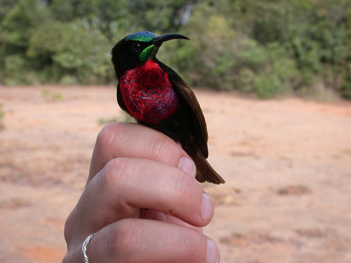 Souimanga à poitrine rouge - ML646576967