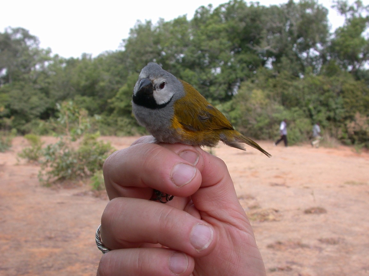 Astrild à joues blanches - ML646576972