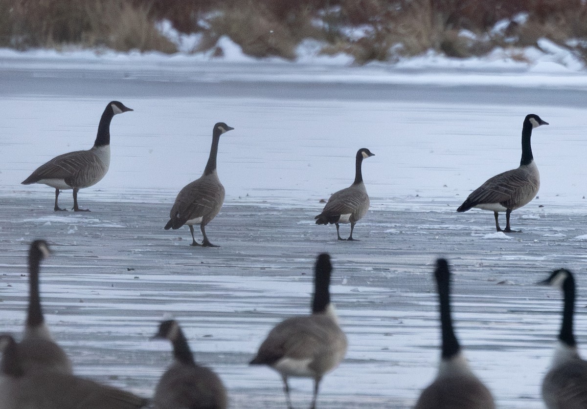 Малая канадская казарка - ML646576973