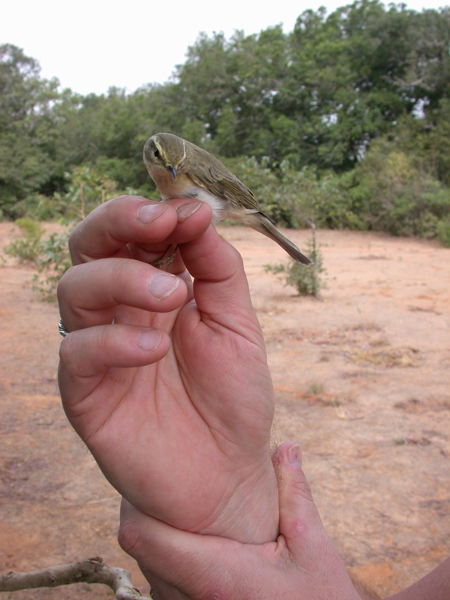 Pouillot fitis - ML646576974