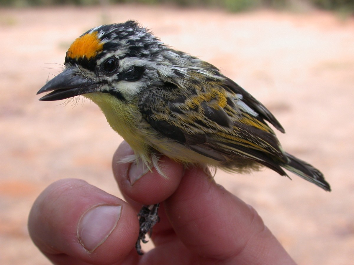 Barbion à front jaune - ML646576977