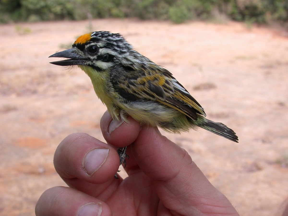 Barbion à front jaune - ML646576978