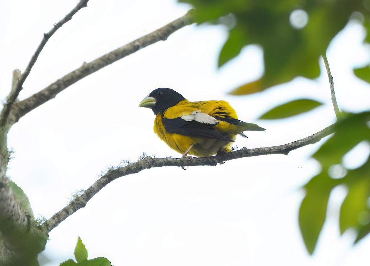 Gros-bec à capuchon - ML646576979