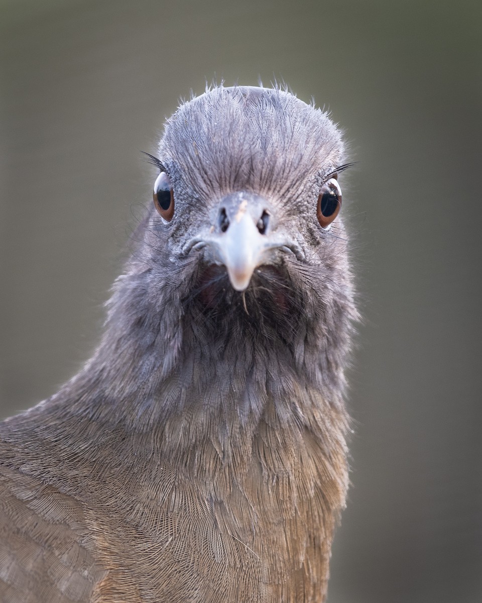 Ortalide chacamel - ML646576980