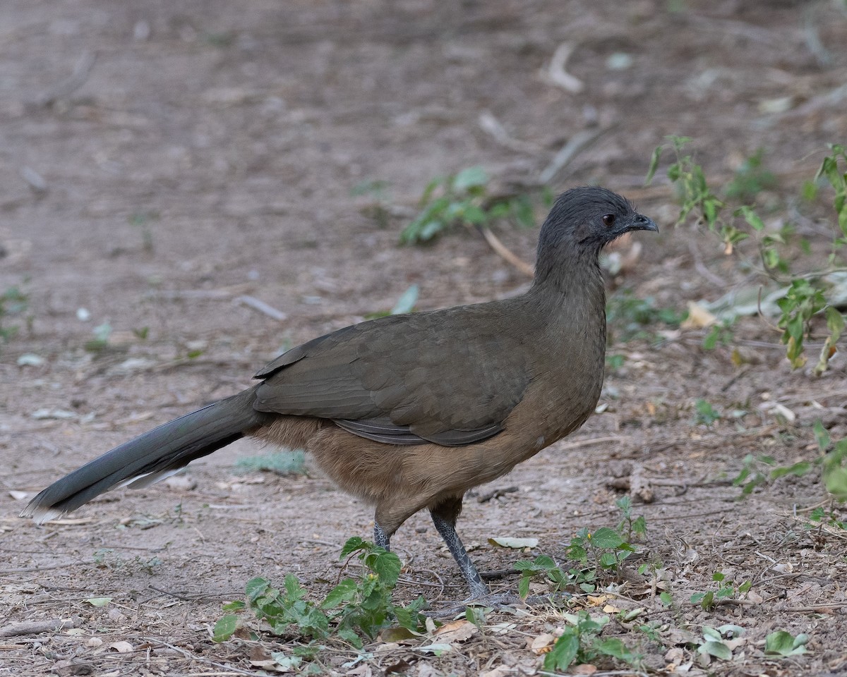 Ortalide chacamel - ML646576981