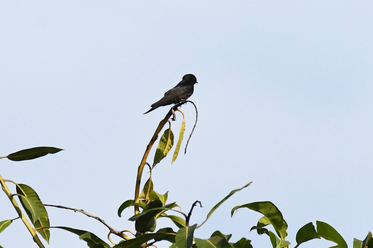 Fanti Sawwing - ML646576985