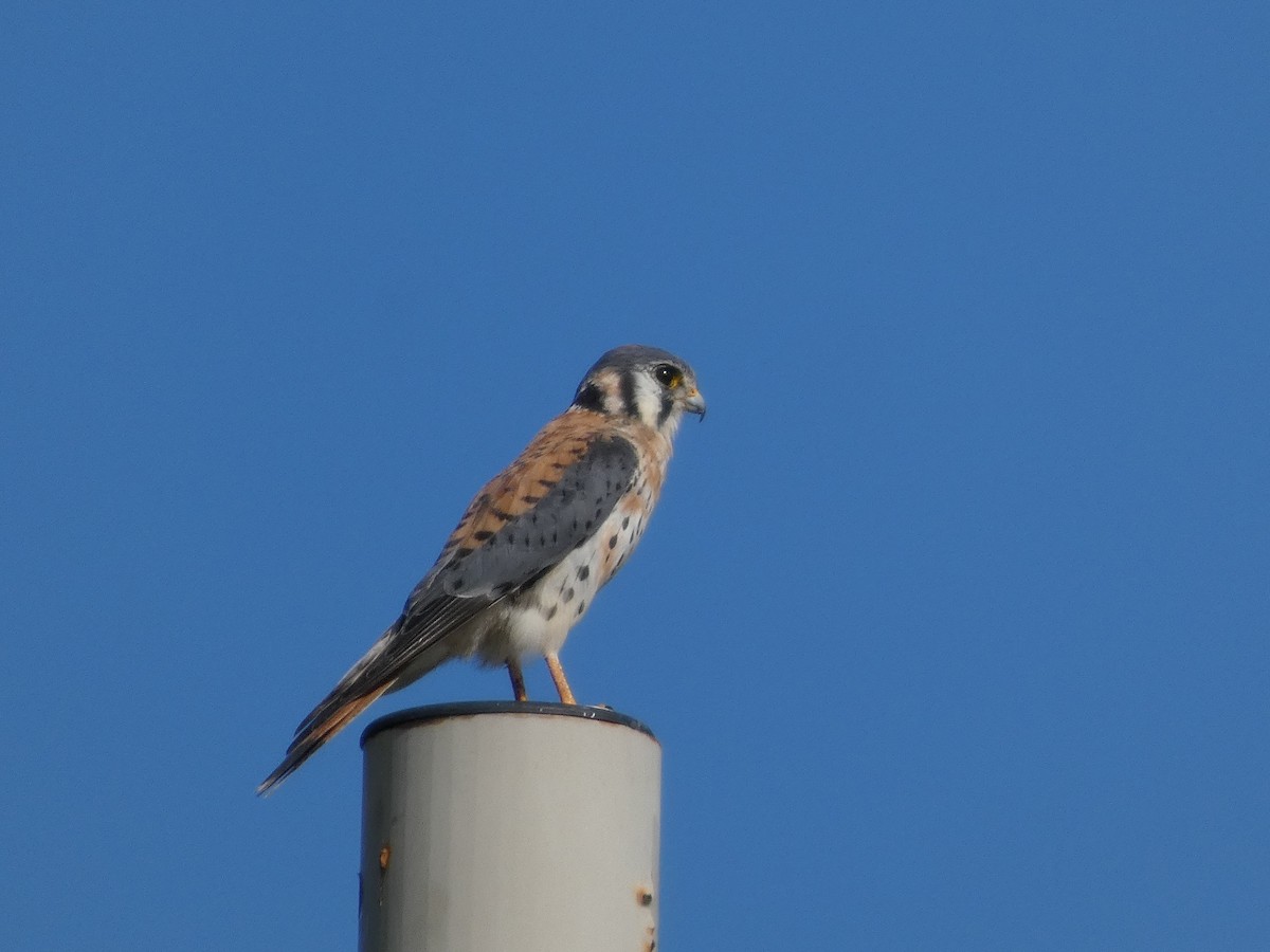 American Kestrel - ML646576986