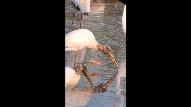 Wood Stork - ML646576987