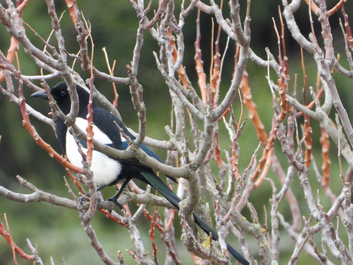Eurasian Magpie - ML646576994
