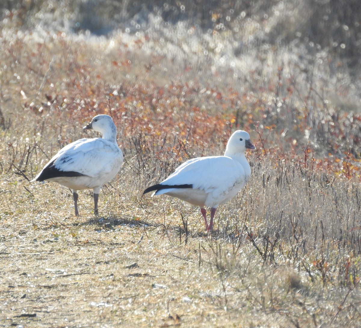 Ross's Goose - ML646576996