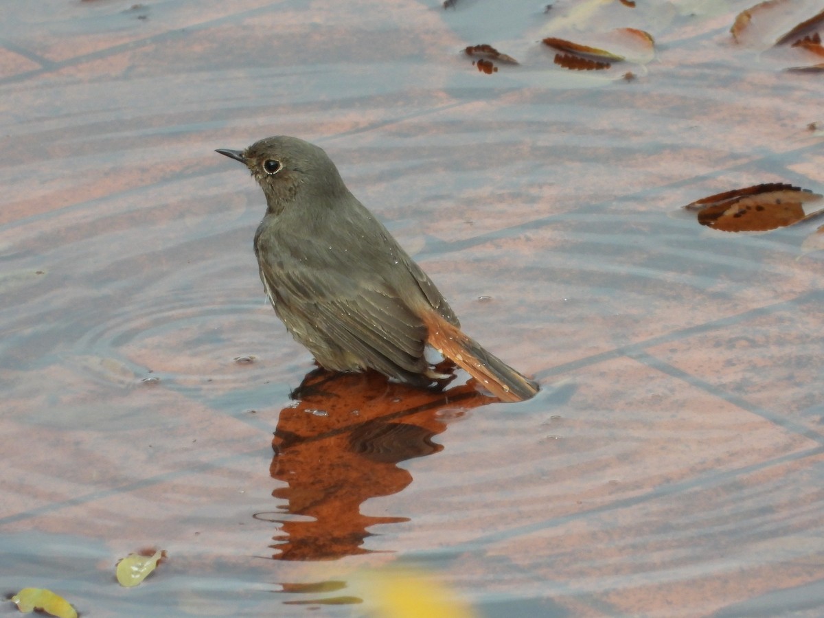 クロジョウビタキ - ML646576998