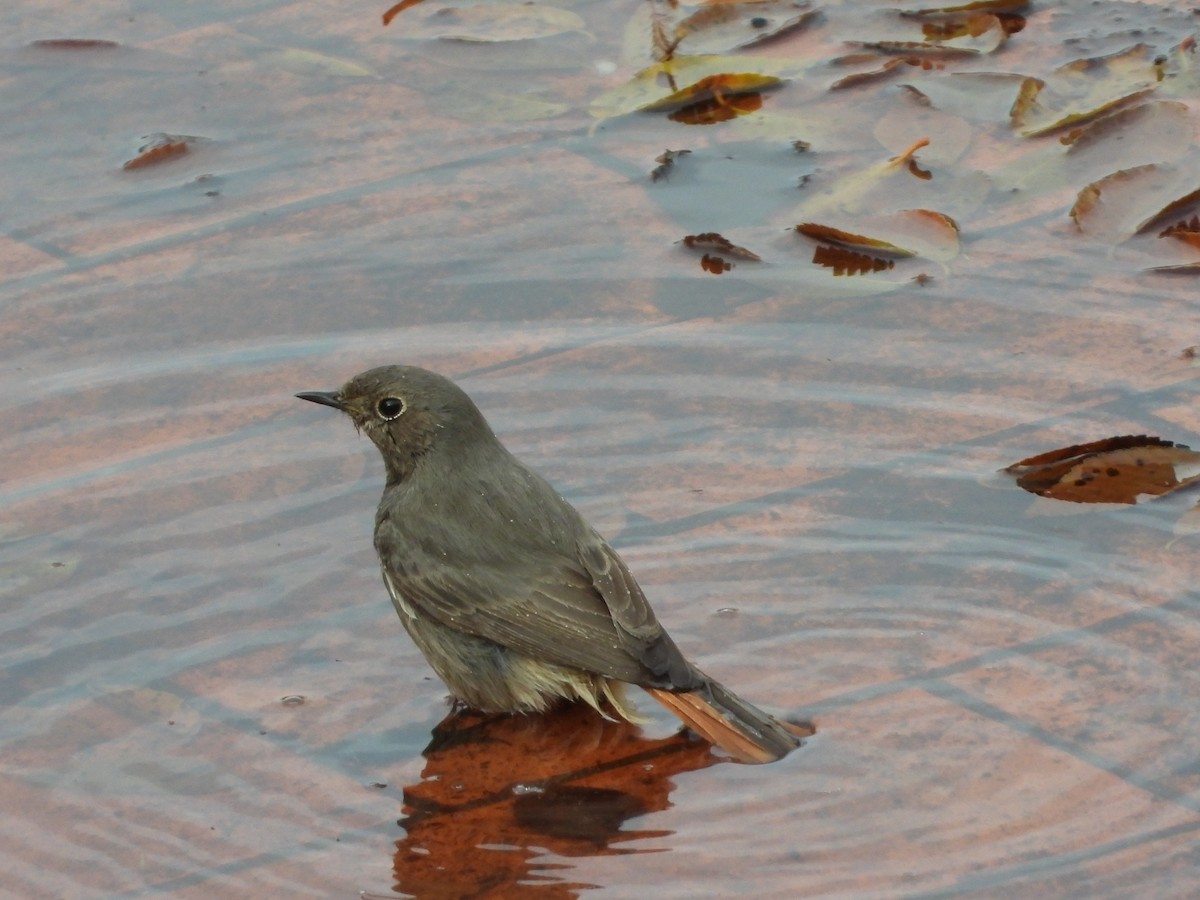 クロジョウビタキ - ML646576999