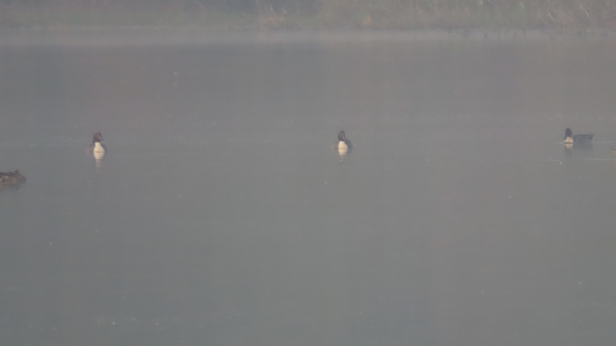 Ánade Rabudo - ML646577000