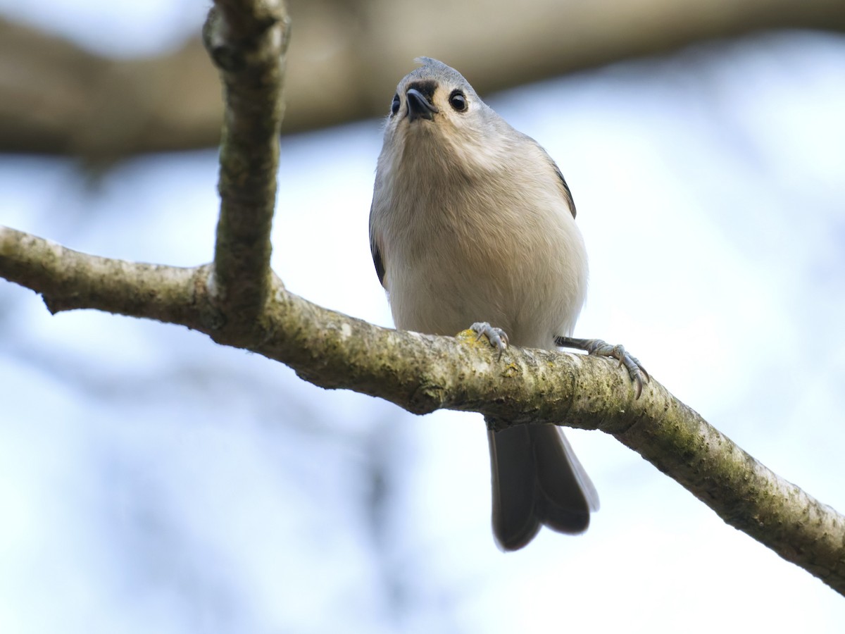 Herrerillo Bicolor - ML646577001