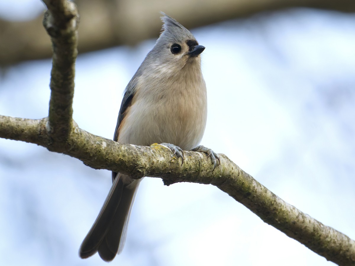 Американская гренадерка - ML646577002