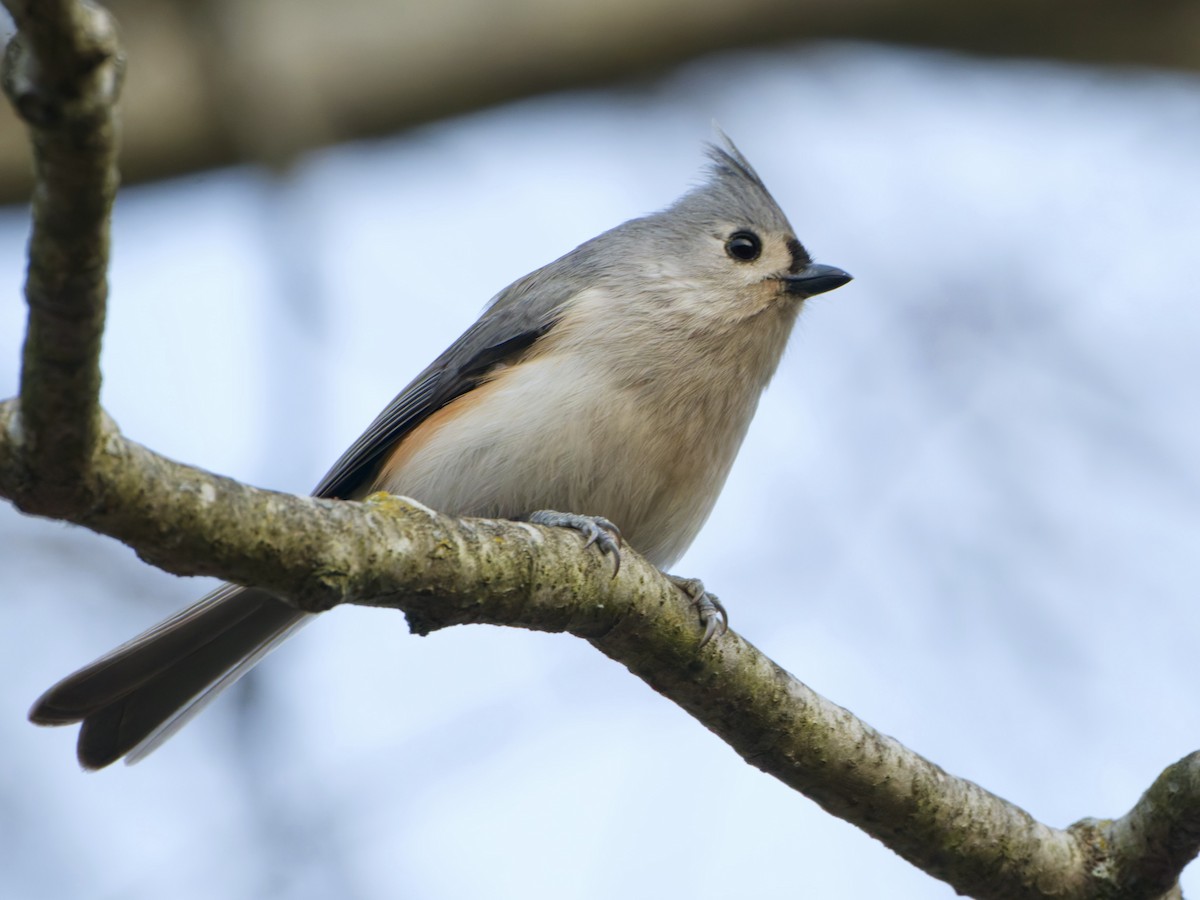 Американская гренадерка - ML646577003