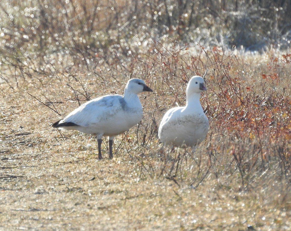 Ánsar de Ross - ML646577004