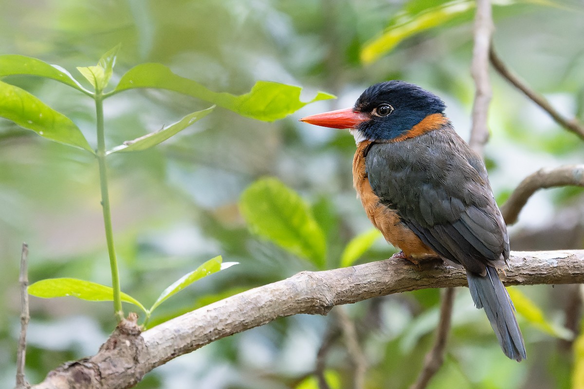 Alción Monje (Capuchino) - ML646577005