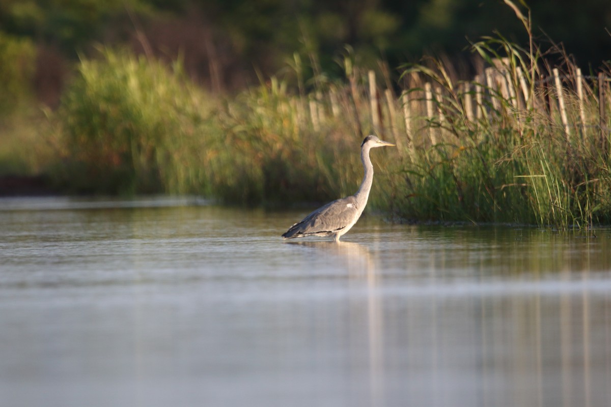 Garza Real - ML646577006