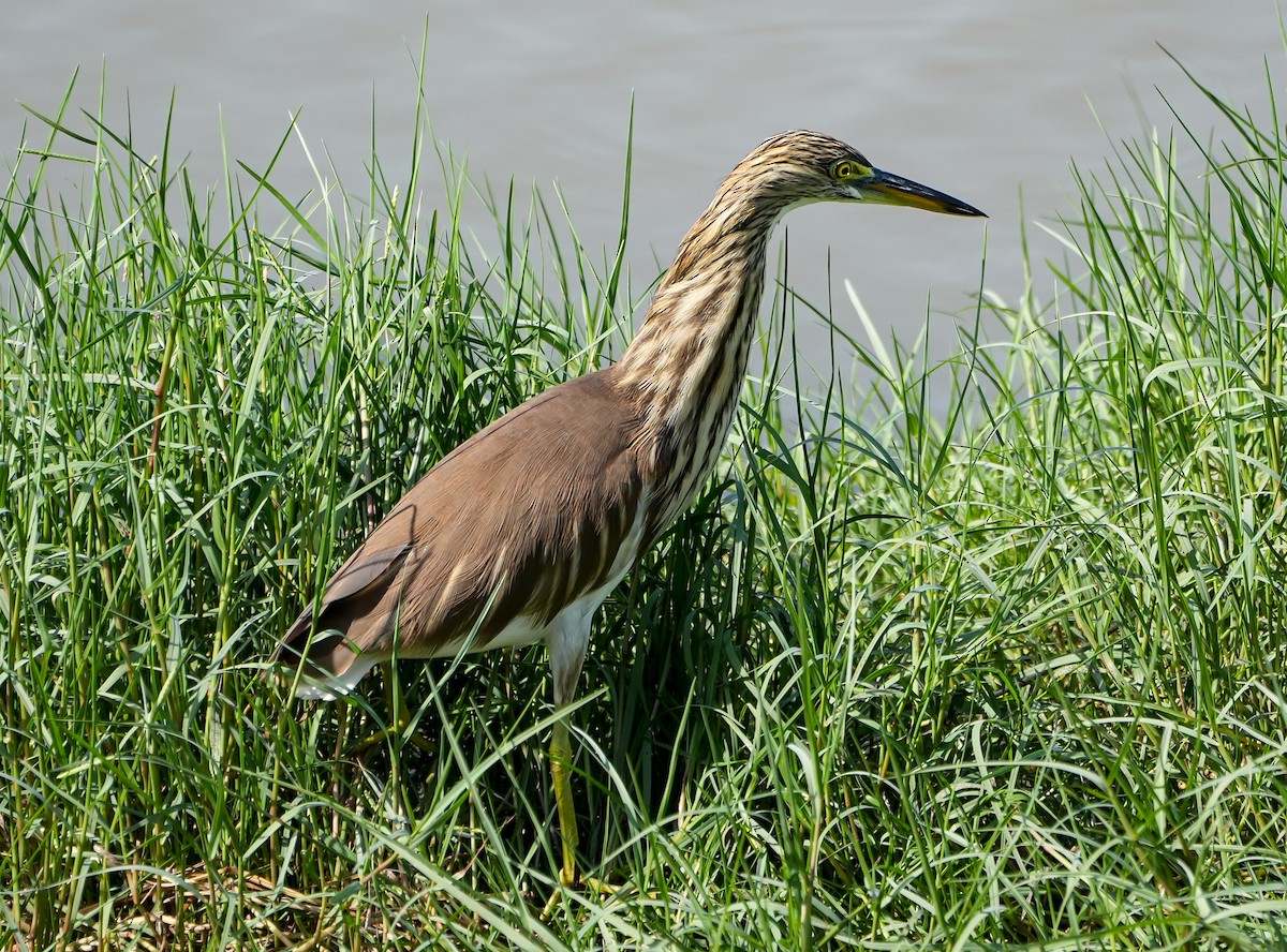 Garcilla China - ML646577007