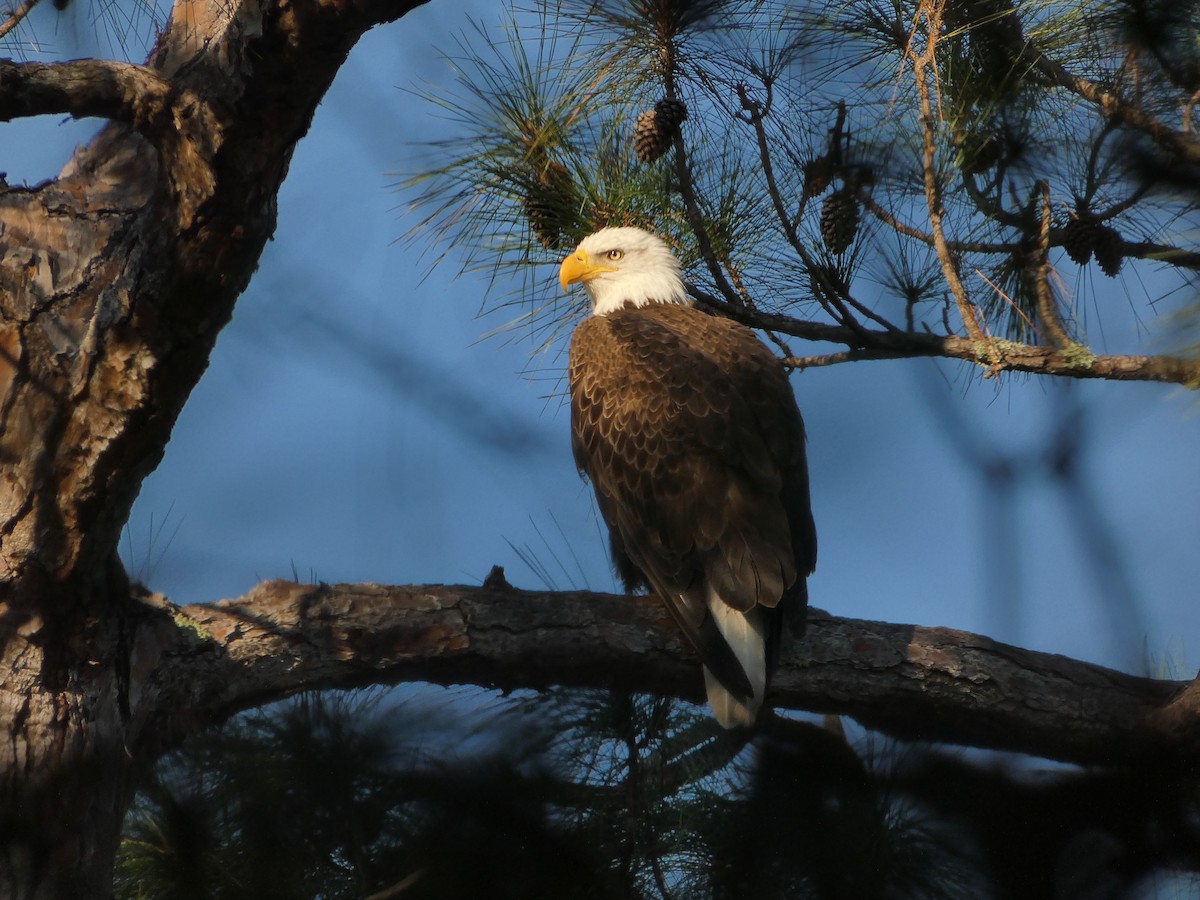 Pigargo Americano - ML646577008