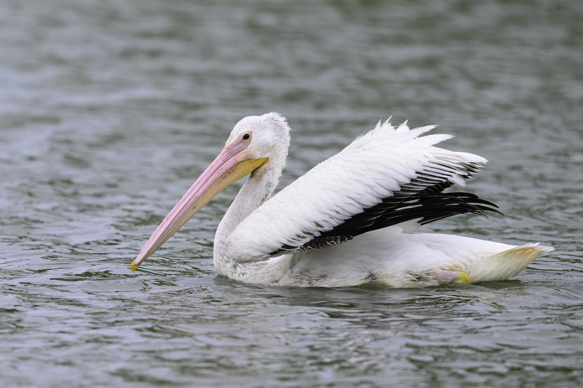 Pélican d'Amérique - ML646577009