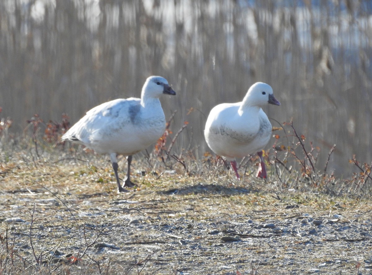 Ánsar de Ross - ML646577011